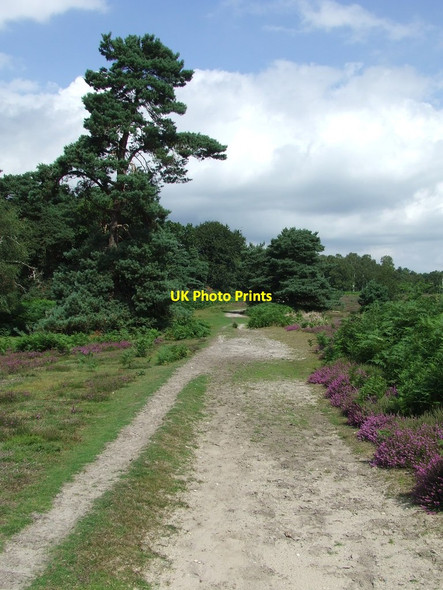 Photo 6"x4" Blue Sky Duck Corner c2014