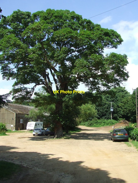 Photo 6"x4" Large Tree Duck Corner c2014