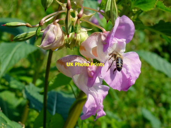 Photo 6"x4" Himalayan Balsam and bee Colwall c2014