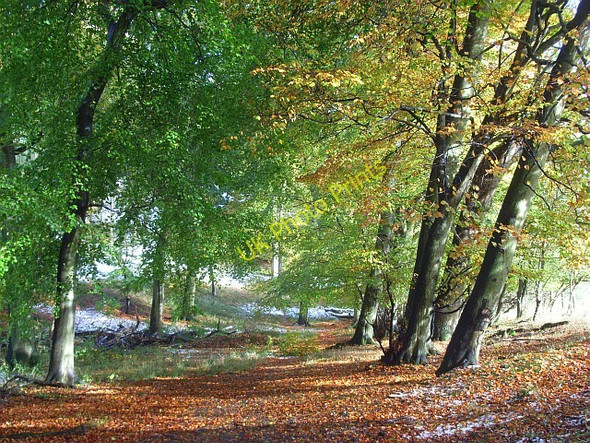 Photo 6"x4" Hailey Wood, Stokenchurch Stokenchurch c2008