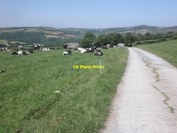 Photo 6"x4" Road to West Middleton Farm Bodley c2014