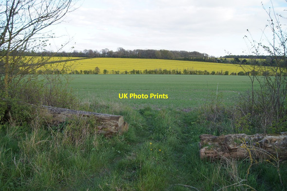 Photo 6"x4" Green & Yellow Cole Henley c2014