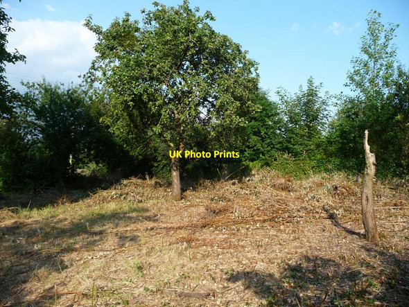 Photo 6"x4" An old cider orchard, Horton Broadway\/ST3215 c2014