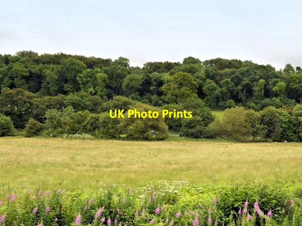 Photo 6"x4" View from the Watercress Line near Imbrook Copse Alton\/SU7139 c2014