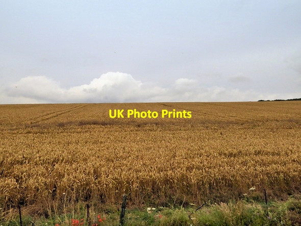 Photo 6"x4" Crop Field next to the Watercress Line near Ropley North Street\/SU6433 c2014
