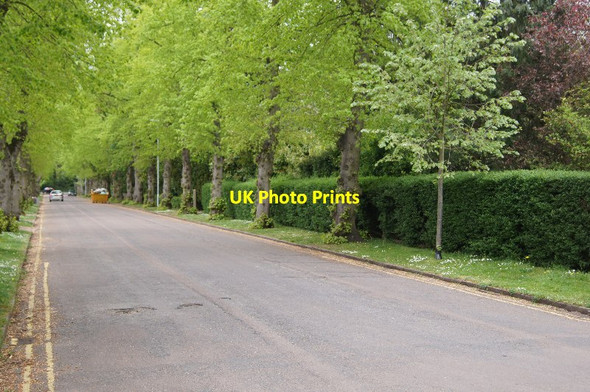 Photo 6"x4" Lime trees in Bentley Road Cambridge\/TL4658 c2014