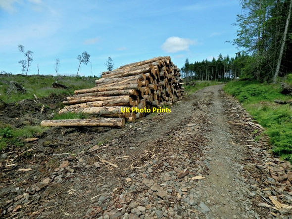 Photo 6"x4" Forestry track Blanefield\/NS5579 c2014