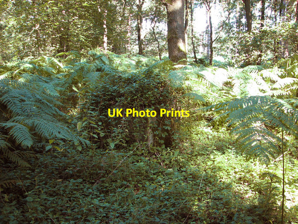 Photo 6"x4" Overgrown concrete cube by the old sewage works Haveringland c2014