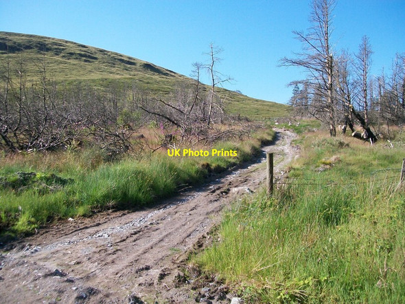 Photo 6"x4" Track through the Fofannyreagh Woodland Kilcoo c2014