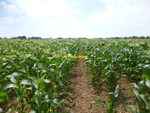 Photo 6"x4" Appledram, maize field Chichester c2014