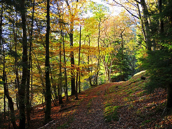 Photo 6"x4" Glentarken Wood St Fillans c2008