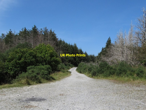 Photo 6"x4" Roadway through Clonachullion Wood Kilcoo c2014