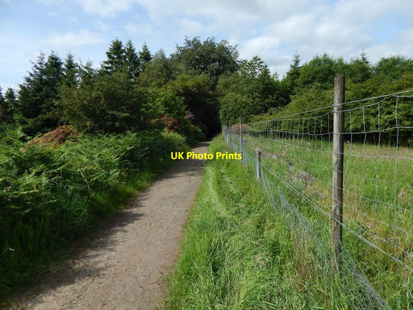 Photo 6"x4" Path through Loch Wood Blanefield\/NS5579 c2014
