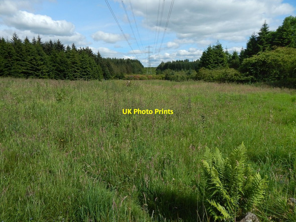 Photo 6"x4" Clearing in Loch Wood Blanefield\/NS5579 c2014