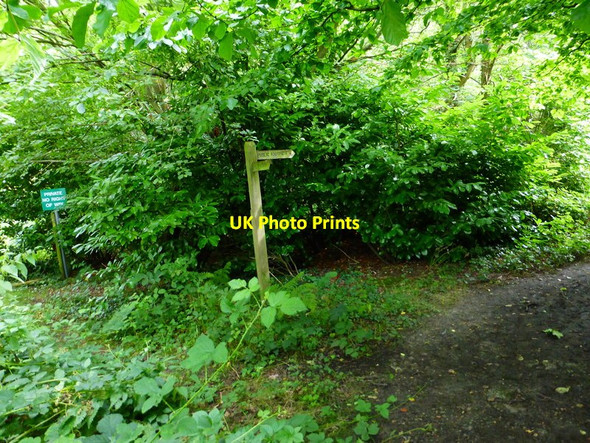 Photo 6"x4" Footpath changes direction in woodland Pirbright c2014