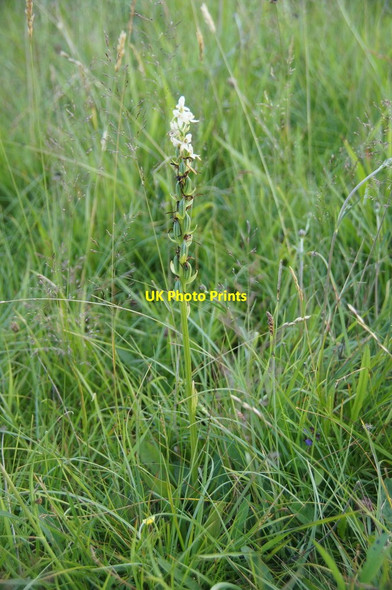 Photo 6"x4" Lesser Butterfly Orchid (Platanthera bifolia), Hilton of Embo Dornoch c2014