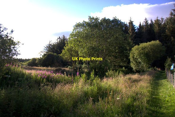 Photo 6"x4" Woodland at the end of Embo Street Dornoch c2014