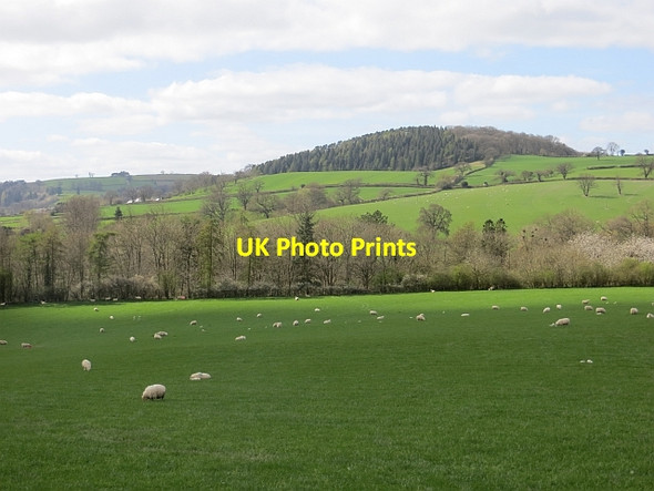 Photo 6"x4" Sheep grazing, Plowden Plowden c2014