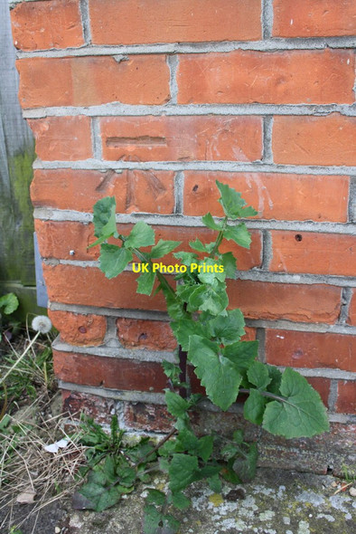 Photo 6"x4" Benchmark on #44 Buckland Road Reading c2014