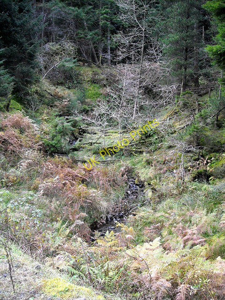 Photo 6"x4" Burn in Loch Ard Forest Beinn Dubh\/NN4004 c2008