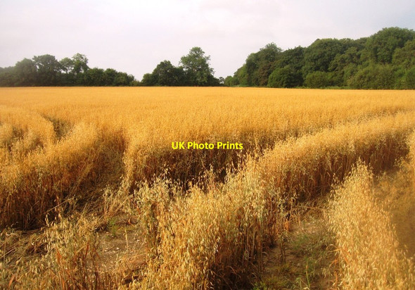 Photo 6"x4" Tractor trails - Great Wildcroft Field Pardown c2014