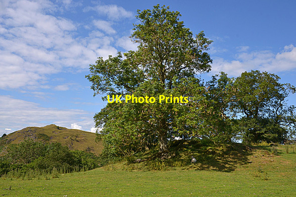 Photo 6"x4" Tree in field near Cwmbrith farm Camnant\/SO0956 c2014