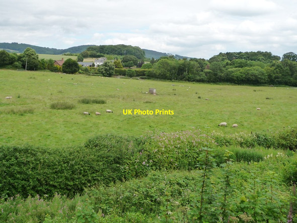 Photo 6"x4" Sheep pasture, west of Watts Bridge Bishops Lydeard c2014