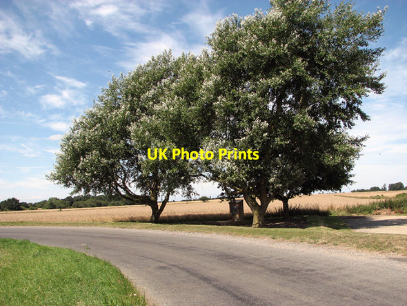 Photo 6"x4" A group of trees beside the road Bush Green\/TM0298 c2014