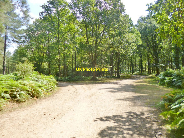 Photo 6"x4" Pitts Wood Inclosure, forestry road junction Godshill\/SU1714 c2014
