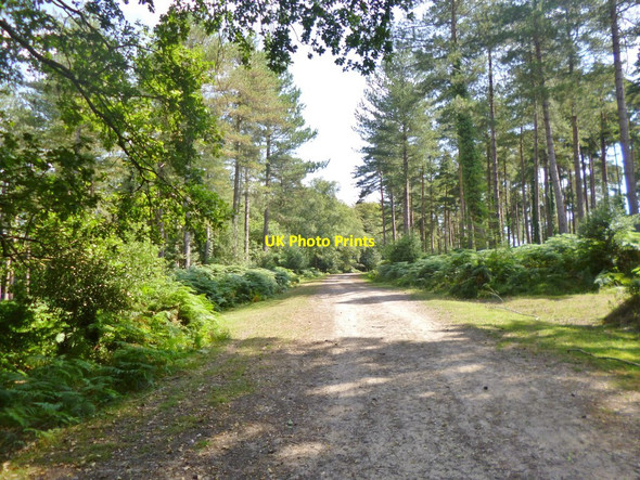 Photo 6"x4" Pitts Wood Inclosure, forestry road Godshill\/SU1714 c2014