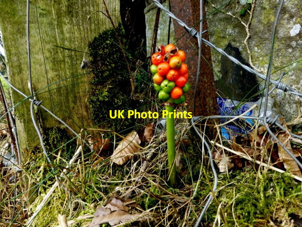 Photo 6"x4" Lords and Ladies, Caledon Caledon c2014