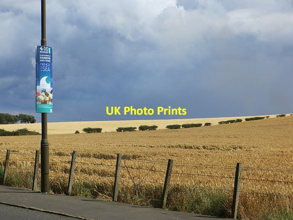 Photo 6"x4" Wheat, North Berwick North Berwick c2014