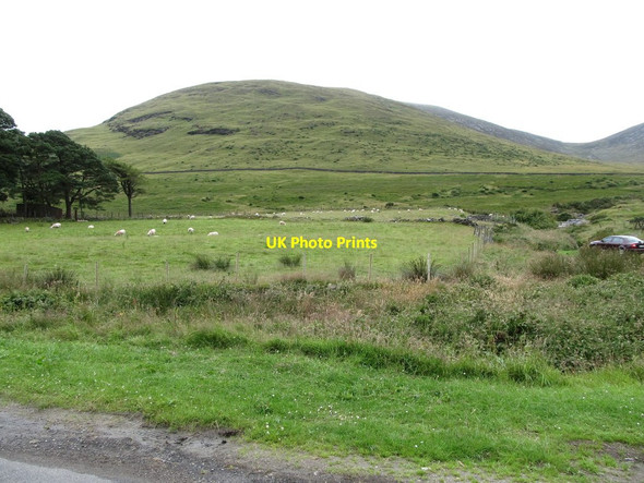 Photo 6"x4" Sheep pastures on in-by land below Slieve Meelmore Kilcoo c2014