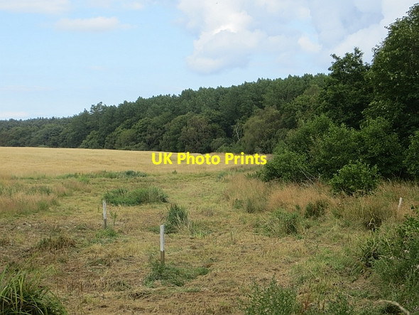 Photo 6"x4" Edge of Binning Wood Whitekirk c2014