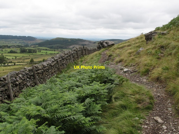 Photo 6"x4" Bracken and glacial erratics along the line of the Ulster Way Kilcoo c2014