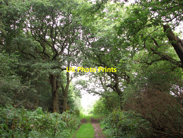 Photo 6"x4" Gnarly oak trees beside the Peddars Way North Pickenham c2014