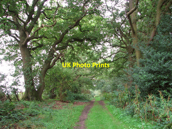 Photo 6"x4" Walking the Peddars Way North Pickenham c2014