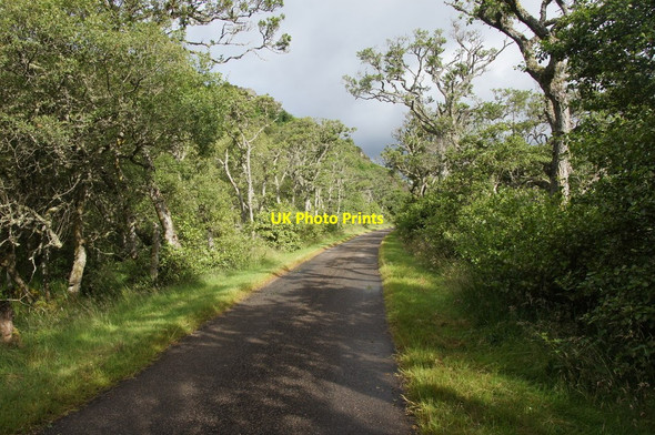 Photo 6"x4" Minor road near Cambusmore, Loch Fleet Little Torboll c2014
