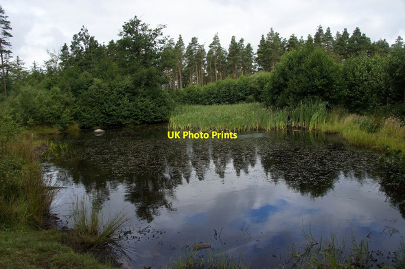Photo 6"x4" Pond in Skelbo Wood Achavandra Muir c2014