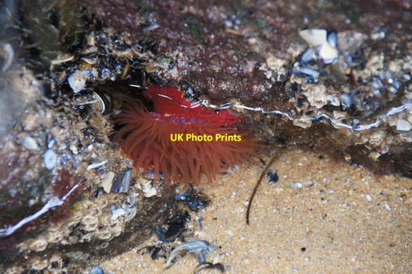 Photo 6"x4" Beadlet Anemone (Actinia equina), Embo beach Embo c2014