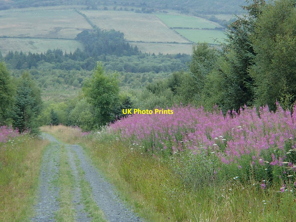 Photo 6"x4" Forest track near Bwlch-y-sarnau Bwlch-y-sarnau c2014
