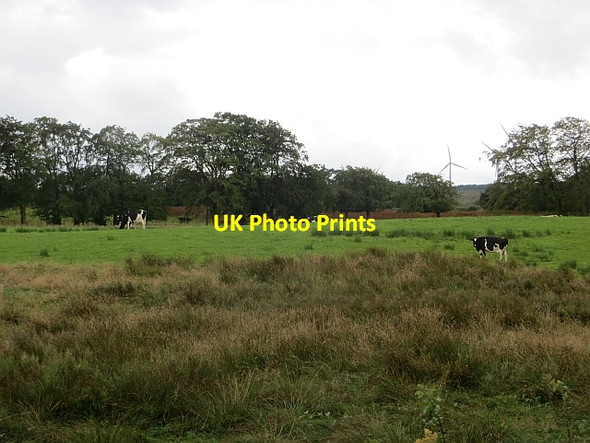 Photo 6"x4" Cattle near Auldhouse Auldhouse c2014
