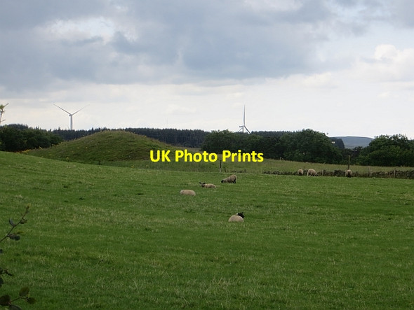 Photo 6"x4" Sheep near Harelaw Auldhouse c2014