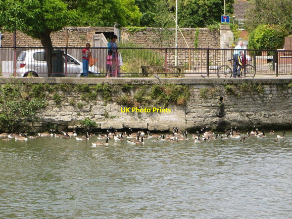 Photo 6"x4" Feeding the Geese Abingdon c2014
