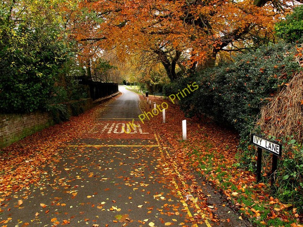 Photo 6"x4" Ivy Lane, Hedon Hedon c2008