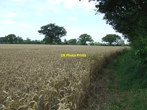 Photo 6"x4" Field Of Wheat Spexhall c2014