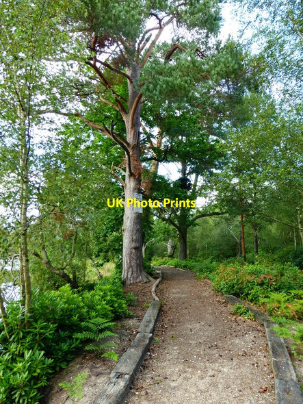 Photo 6"x4" Path by Henleypark Lake Willey Green c2014