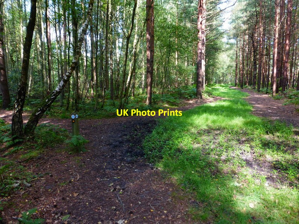 Photo 6"x4" Bridleway to Stream Farm with footpath junction on left Pirbright c2014