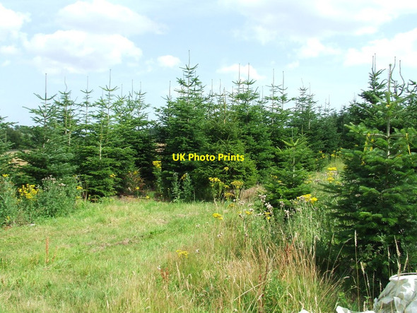 Photo 6"x4" Christmas Trees Halesworth c2014
