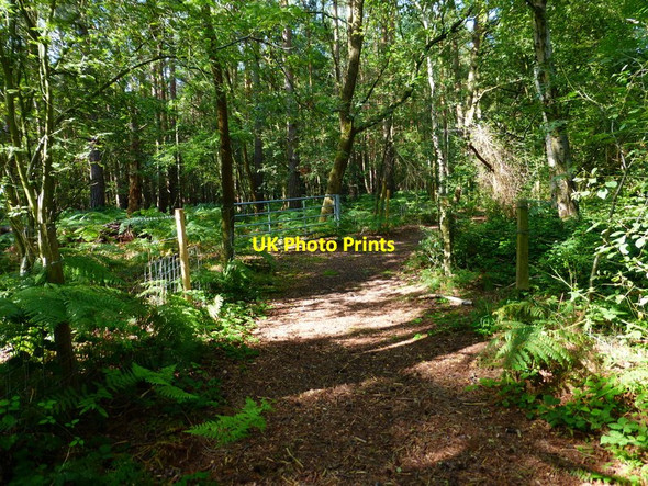 Photo 6"x4" Bend in path on Stanford Common Littlefield Common c2014